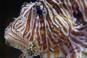 Lire la suite à propos de l’article Dubai Aquarium